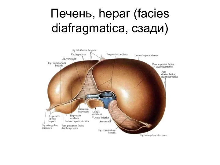 Печень, hepar (facies diafragmatica, сзади)