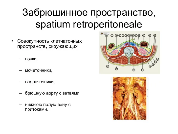 Забрюшинное пространство, spatium retroperitoneale Совокупность клетчаточных пространств, окружающих почки, мочеточники, надпочечники,