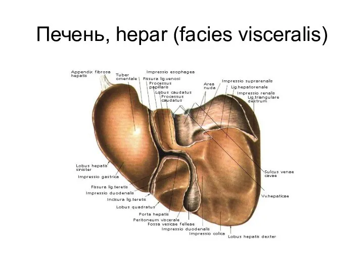 Печень, hepar (facies visceralis)