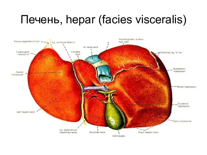 Печень, hepar (facies visceralis)