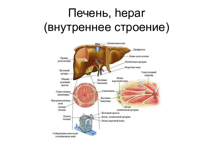 Печень, hepar (внутреннее строение)