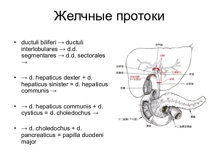 Желчные протоки ductuli biliferi → ductuli interlobulares → d.d. segmentares →