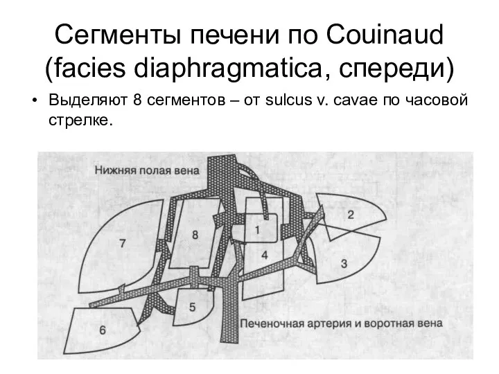 Сегменты печени по Couinaud (facies diaphragmatica, спереди) Выделяют 8 сегментов –