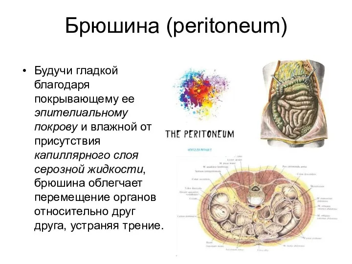 Брюшина (peritoneum) Будучи гладкой благодаря покрывающему ее эпителиальному покрову и влажной