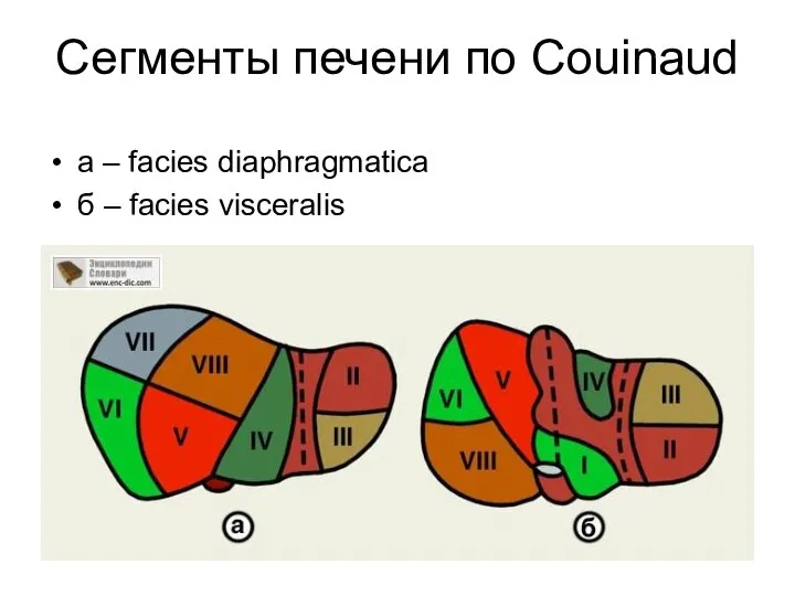 Сегменты печени по Couinaud а – facies diaphragmatica б – facies visceralis