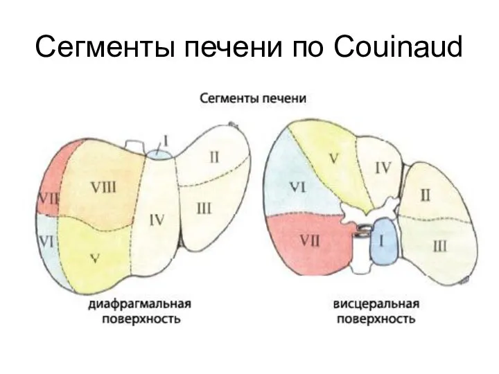 Сегменты печени по Couinaud