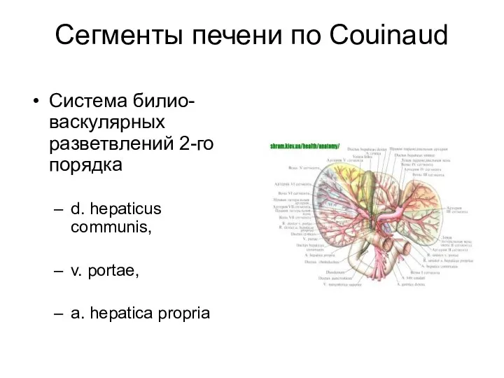 Сегменты печени по Couinaud Система билио-васкулярных разветвлений 2-го порядка d. hepaticus