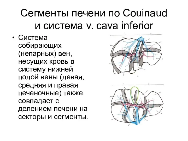 Сегменты печени по Couinaud и система v. cava inferior Система собирающих