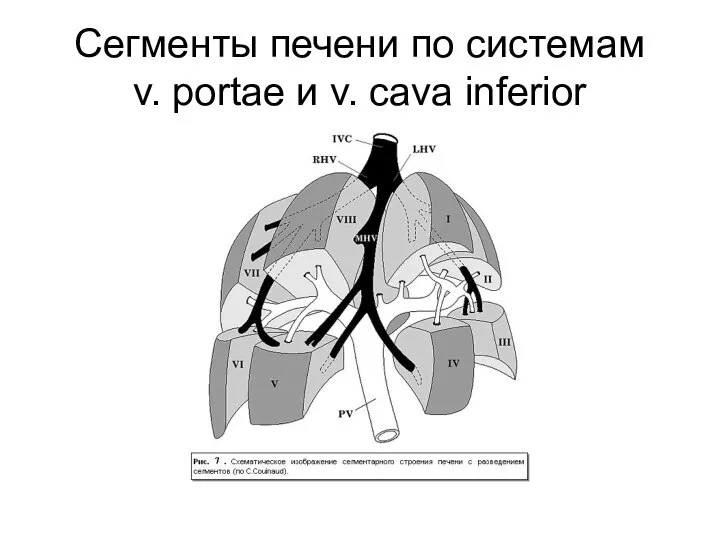 Сегменты печени по системам v. portae и v. cava inferior