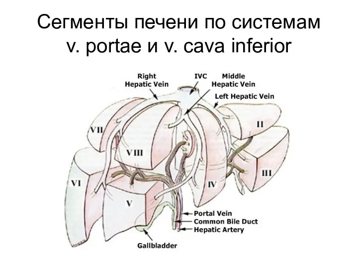 Сегменты печени по системам v. portae и v. cava inferior