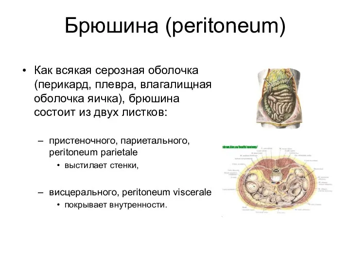 Брюшина (peritoneum) Как всякая серозная оболочка (перикард, плевра, влагалищная оболочка яичка),