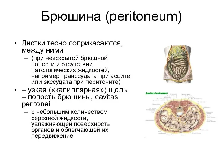 Брюшина (peritoneum) Листки тесно соприкасаются, между ними (при невскрытой брюшной полости