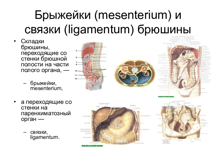 Брыжейки (mesenterium) и связки (ligamentum) брюшины Складки брюшины, переходящие со стенки