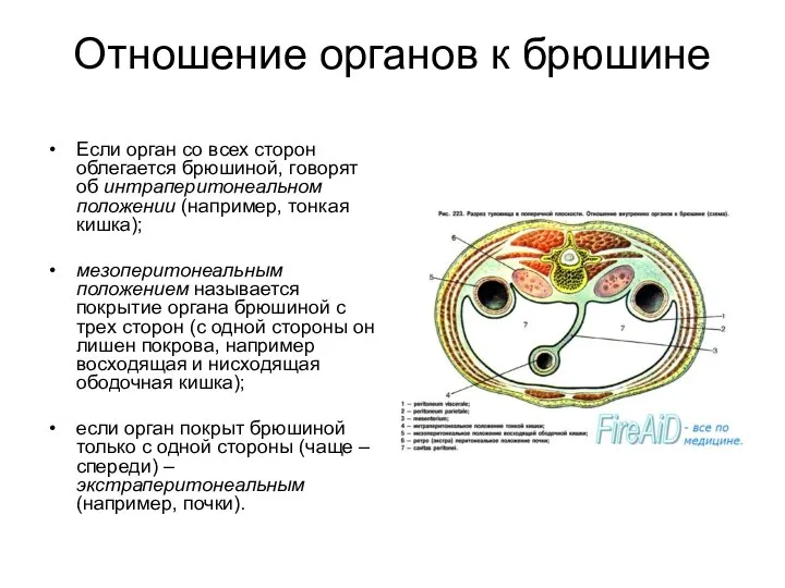 Отношение органов к брюшине Если орган со всех сторон облегается брюшиной,