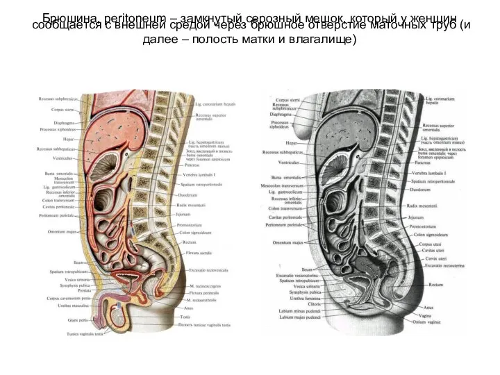 Брюшина, peritoneum – замкнутый серозный мешок, который у женщин сообщается с