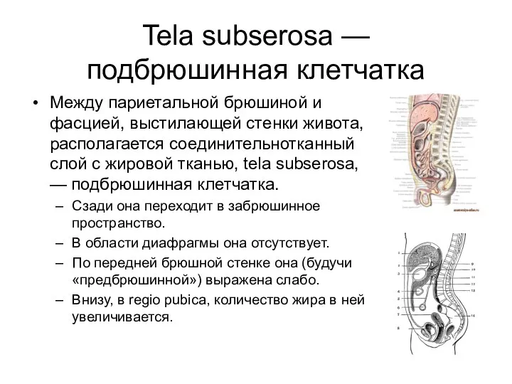 Tela subserosa — подбрюшинная клетчатка Между париетальной брюшиной и фасцией, выстилающей