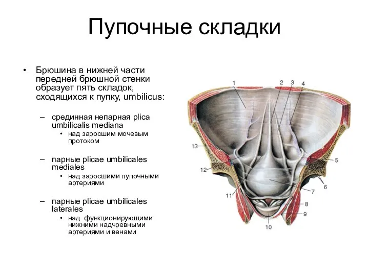 Пупочные складки Брюшина в нижней части передней брюшной стенки образует пять