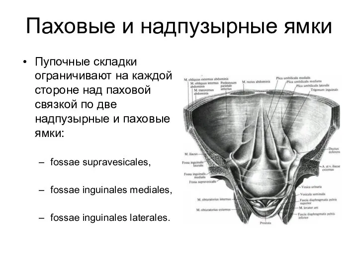 Паховые и надпузырные ямки Пупочные складки ограничивают на каждой стороне над