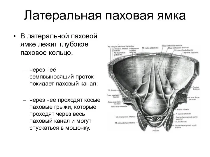 Латеральная паховая ямка В латеральной паховой ямке лежит глубокое паховое кольцо,