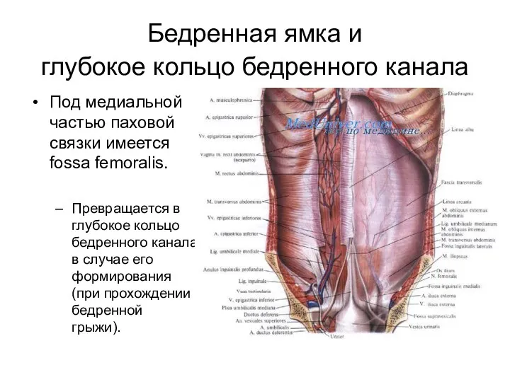 Бедренная ямка и глубокое кольцо бедренного канала Под медиальной частью паховой