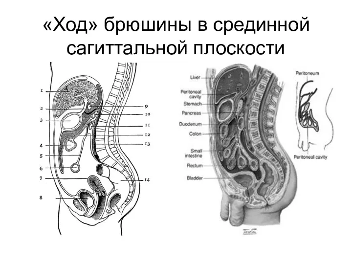 «Ход» брюшины в срединной сагиттальной плоскости