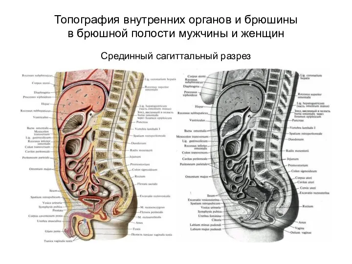 Топография внутренних органов и брюшины в брюшной полости мужчины и женщин Срединный сагиттальный разрез