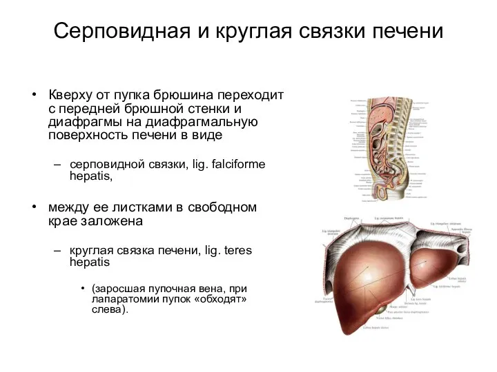 Серповидная и круглая связки печени Кверху от пупка брюшина переходит с