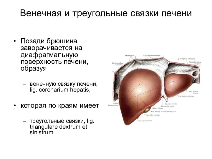 Венечная и треугольные связки печени Позади брюшина заворачивается на диафрагмальную поверхность