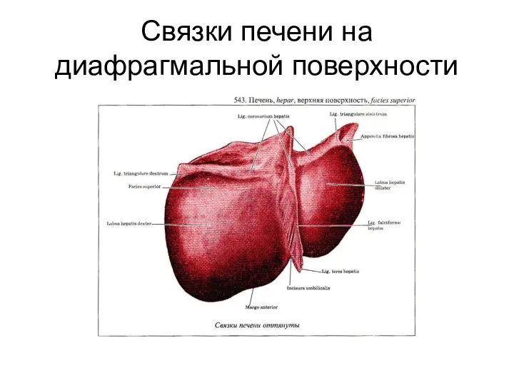 Связки печени на диафрагмальной поверхности