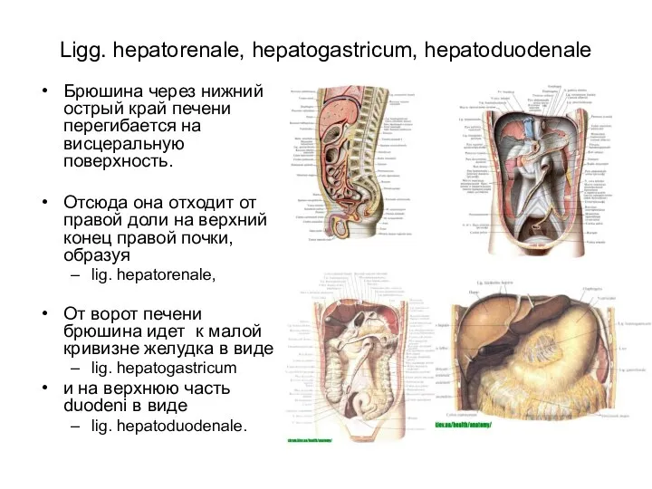 Ligg. hepatorenale, hepatogastricum, hepatoduodenale Брюшина через нижний острый край печени перегибается