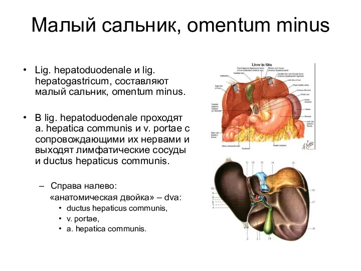 Малый сальник, omentum minus Lig. hepatoduodenale и lig. hepatogastricum, составляют малый