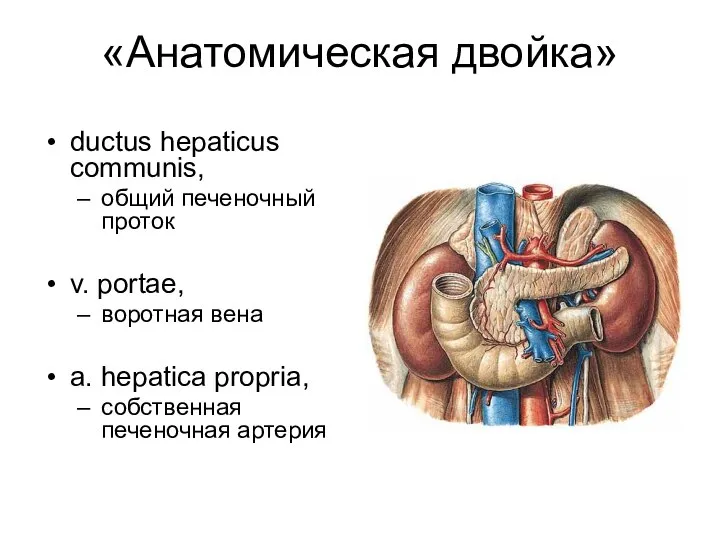 «Анатомическая двойка» ductus hepaticus communis, общий печеночный проток v. portae, воротная