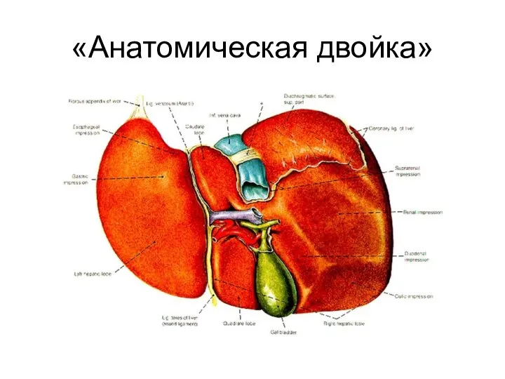 «Анатомическая двойка»