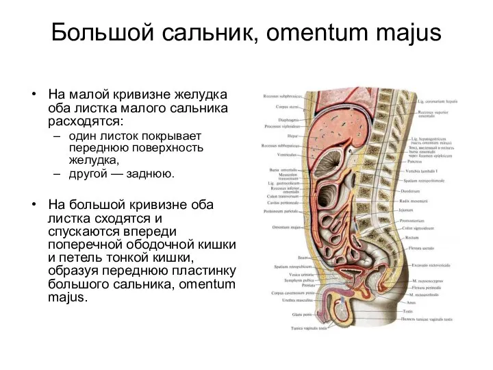 Большой сальник, omentum majus На малой кривизне желудка оба листка малого