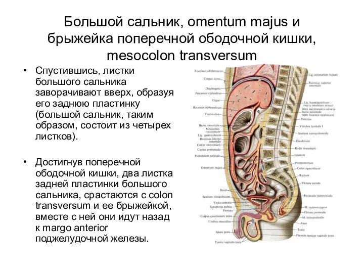 Большой сальник, omentum majus и брыжейка поперечной ободочной кишки, mesocolon transversum