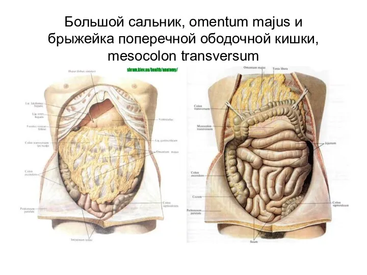 Большой сальник, omentum majus и брыжейка поперечной ободочной кишки, mesocolon transversum