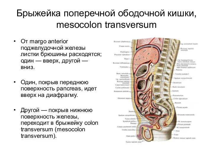 Брыжейка поперечной ободочной кишки, mesocolon transversum От margo anterior поджелудочной железы