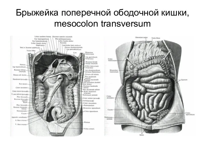 Брыжейка поперечной ободочной кишки, mesocolon transversum