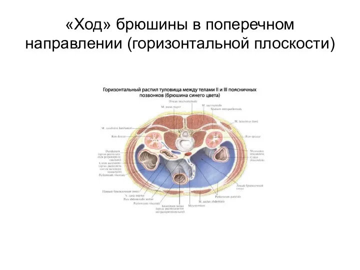 «Ход» брюшины в поперечном направлении (горизонтальной плоскости)