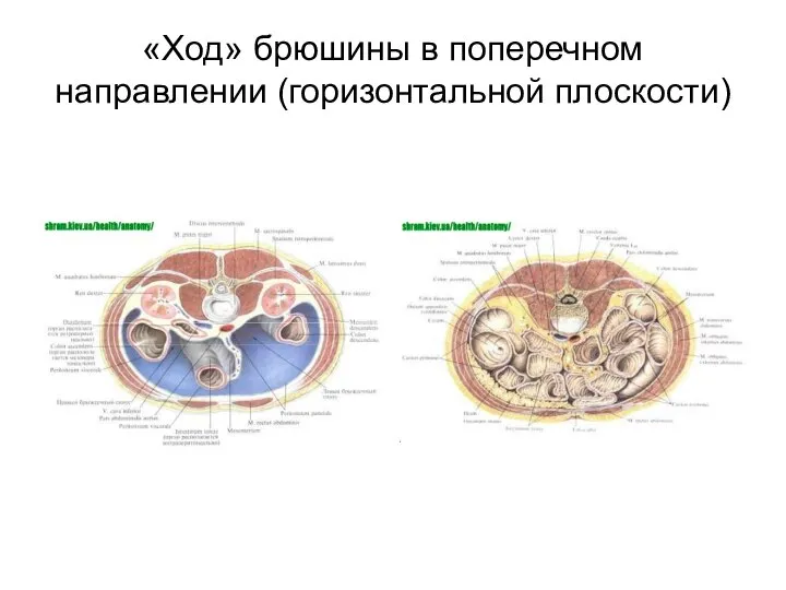 «Ход» брюшины в поперечном направлении (горизонтальной плоскости)