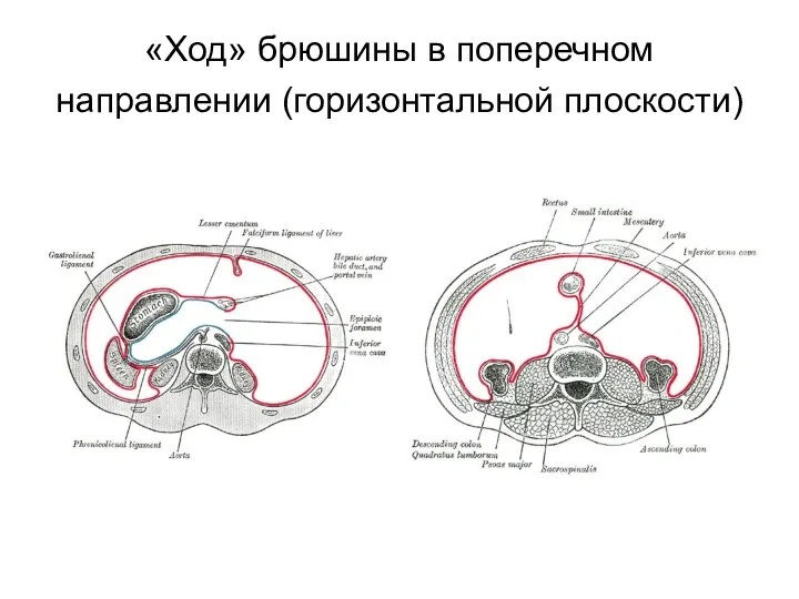 «Ход» брюшины в поперечном направлении (горизонтальной плоскости)