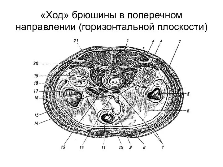 «Ход» брюшины в поперечном направлении (горизонтальной плоскости)