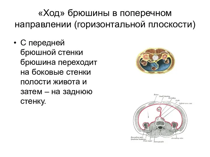 «Ход» брюшины в поперечном направлении (горизонтальной плоскости) С передней брюшной стенки