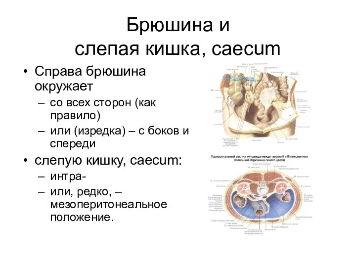 Брюшина и слепая кишка, caecum Справа брюшина окружает со всех сторон