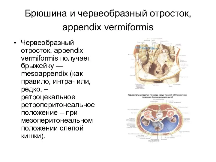 Брюшина и червеобразный отросток, appendix vermiformis Червеобразный отросток, appendix vermiformis получает