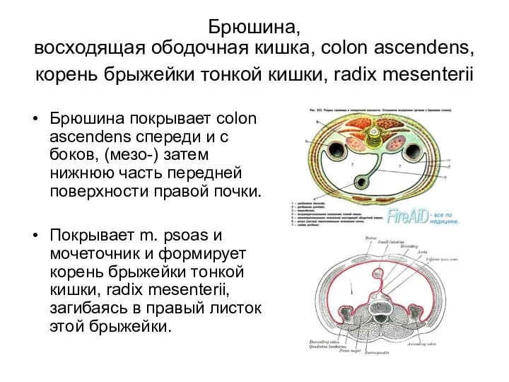 Брюшина, восходящая ободочная кишка, colon ascendens, корень брыжейки тонкой кишки, radix