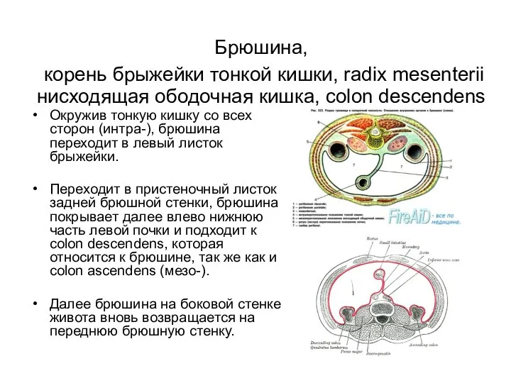 Брюшина, корень брыжейки тонкой кишки, radix mesenterii нисходящая ободочная кишка, colon