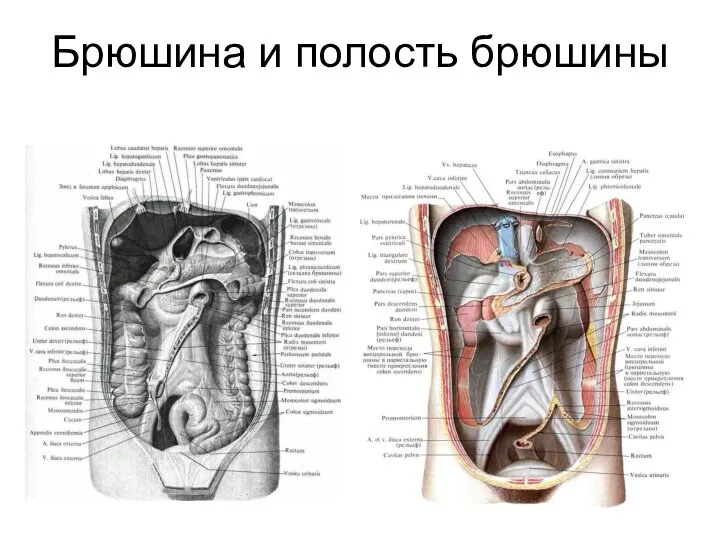 Брюшина и полость брюшины