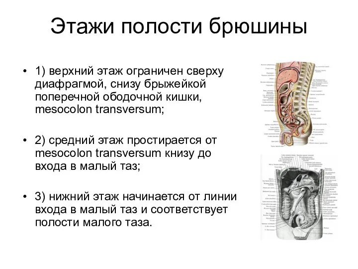 Этажи полости брюшины 1) верхний этаж ограничен сверху диафрагмой, снизу брыжейкой