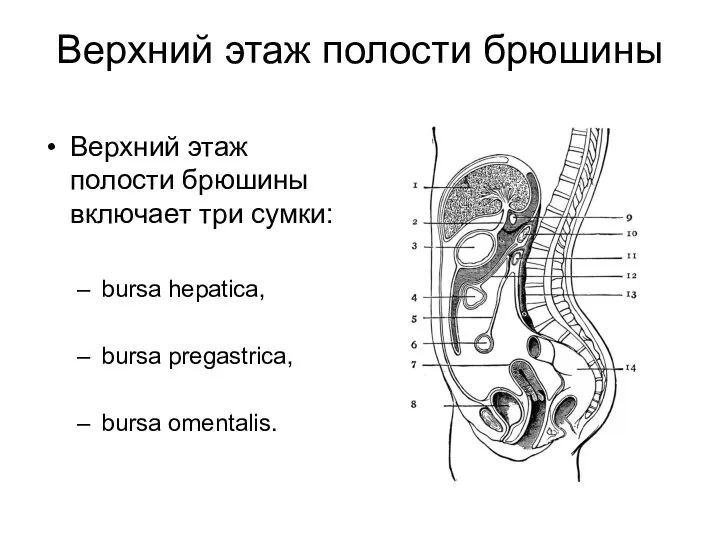 Верхний этаж полости брюшины Верхний этаж полости брюшины включает три сумки: